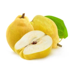 САДЖАНЦІ АЙВІ