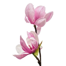 САДЖАНЦІ МАГНОЛІЇ