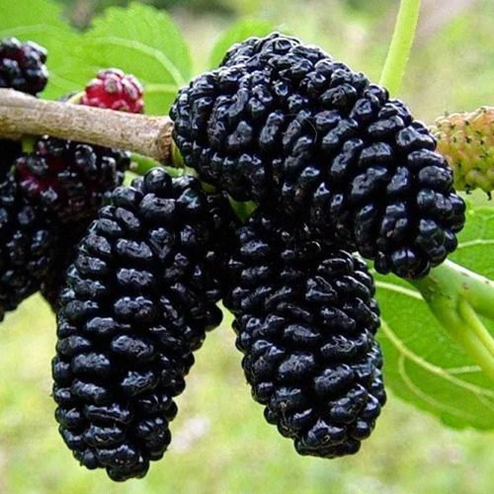 Саджанці шовковиці “Шелі“  (ранньоспілий сорт)