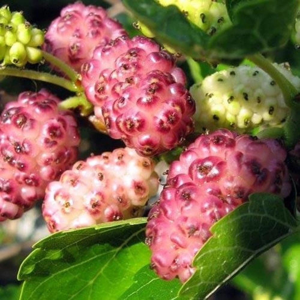 Саджаанці шовковиці “Рожева“ (середньоспілий сорт)