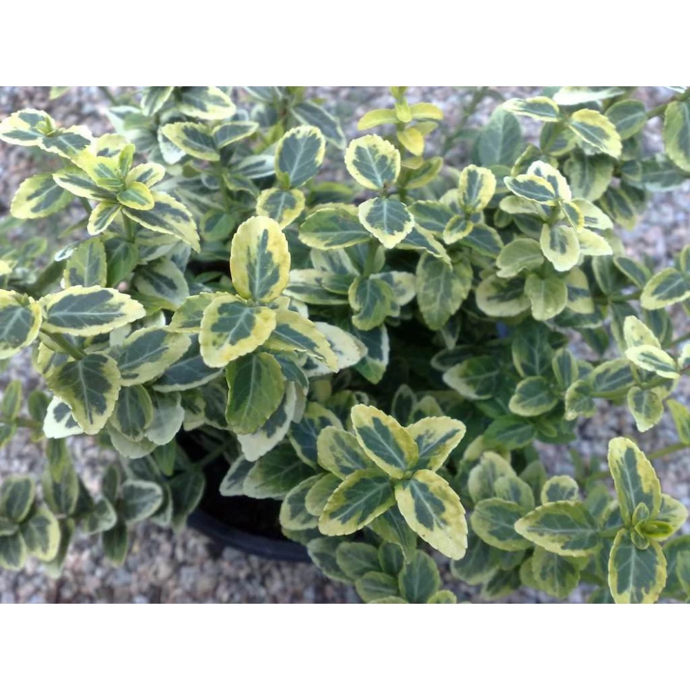 Саджанці Бересклета Emerald“n Gold