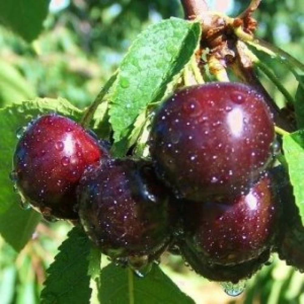 Саджанці черешні “Ера“ (середньоспілий сорт)