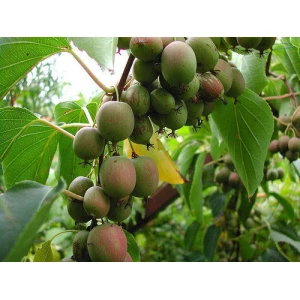 Изображение товара -  Саджанці актинідії Аргута (Actinidia arguta)чоловіча