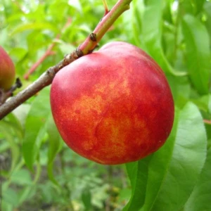 Изображение товара -  Саджанці нектарина Леді Еріка (пізньоспілий сорт)