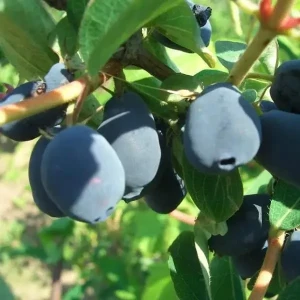 Изображение товара -  Саджанці жимолості їстівної Радість моя