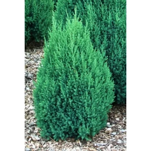 Изображение товара -  Ялівець китайський Стрікта (Stricta)