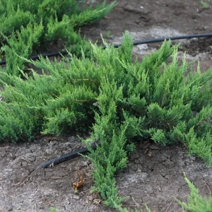 Изображение товара -  Ялівець козацький (JUNIPERUS SABINA)