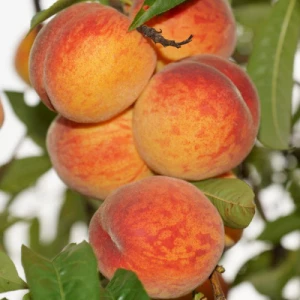 Изображение товара -  Саджанці персика Кондор (ранньоспілий сорт)