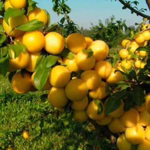 Изображение товара -  Саджанці аличі Нікітська (ранньоспілий сорт)