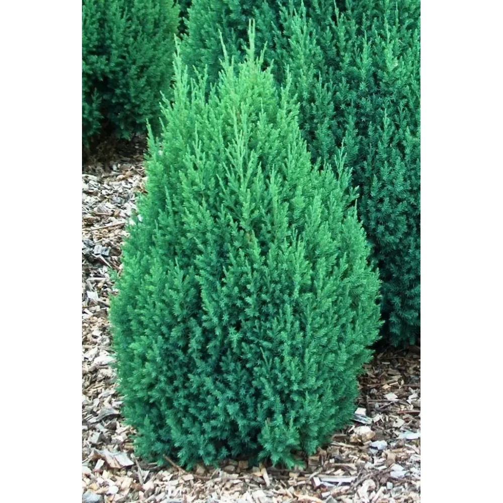 Ялівець китайський Стрикта (Stricta) 40-50 см