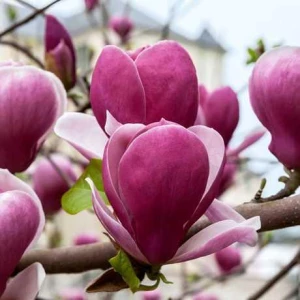 Изображение товара -  Магнолія Суланжа “Рустика Рубра (x soulangeana “Rustica Rubra) ПРИВИТА
