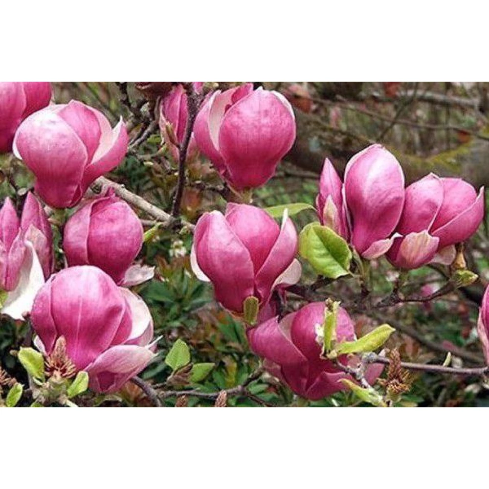 Магнолія Ленней “Magnolia soulangeana Lennei” ПРИВИТА