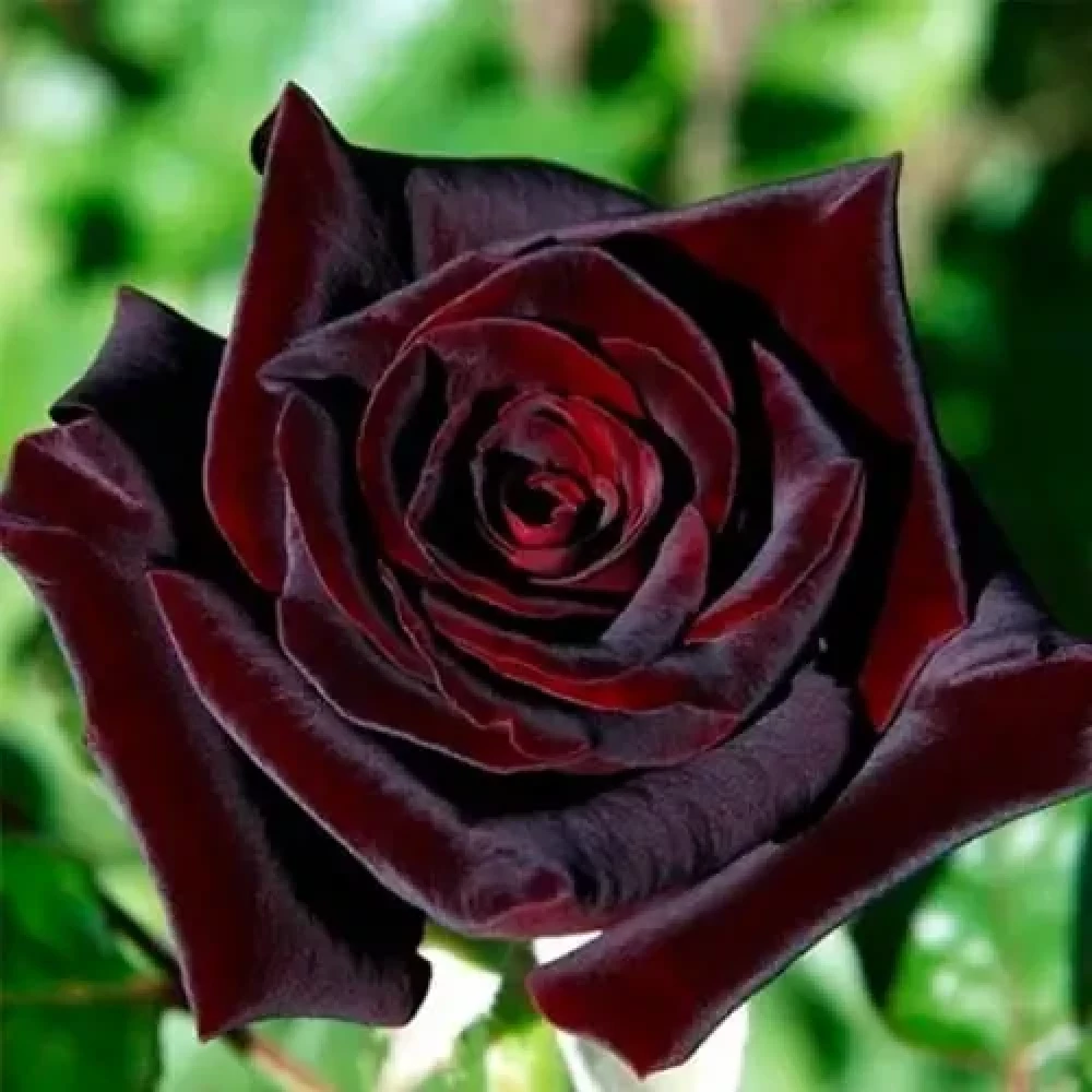 Троянда плетиста Чорна Королева (Black Queen)