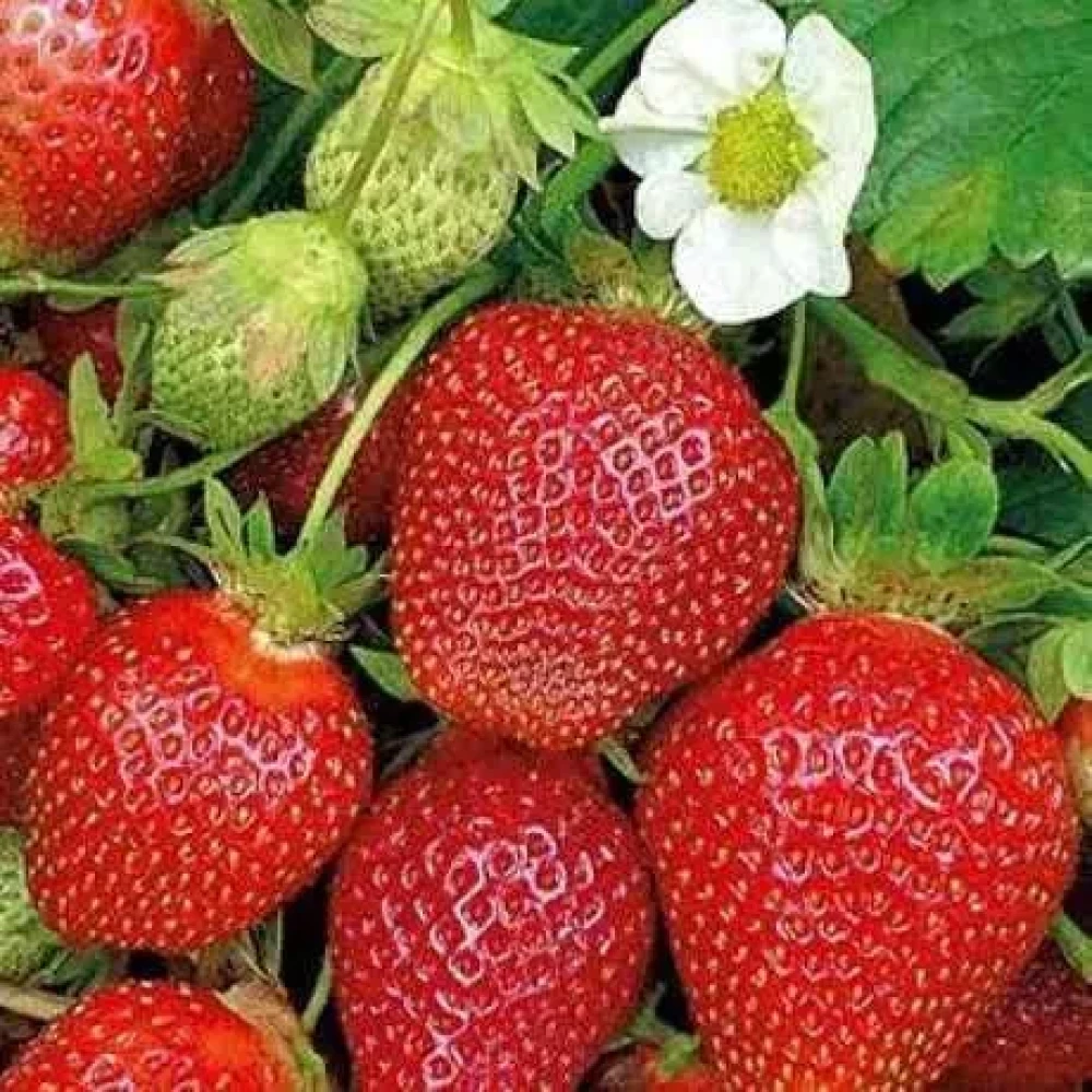 Полуниця “Кабрілло“ 10 шт. (самий високоврожайний ремонтантний сорт)