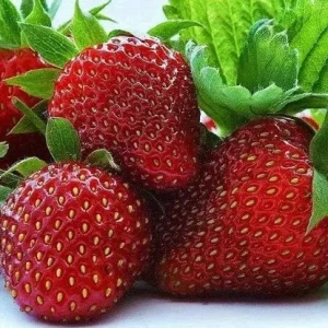 Изображение товара -  Полуниця Брілла 10 шт. (високоврожайний сорт)