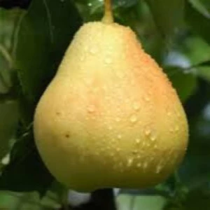 Изображение товара -  Груша Катюша (пізня)