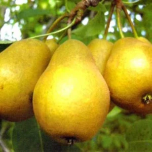 Изображение товара -  Груша Золота Осінь (зимова)