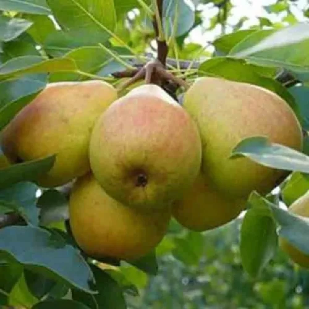 Груша Кучерянка (зимова)