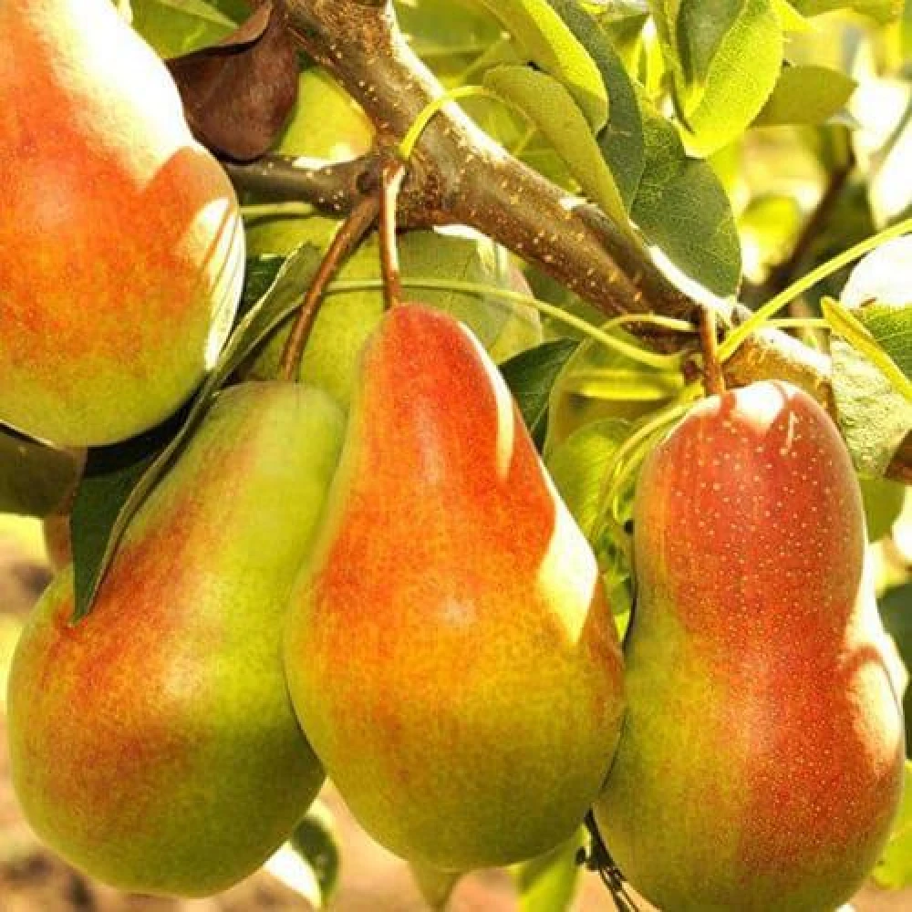 Груша Чудесниця (зимня)