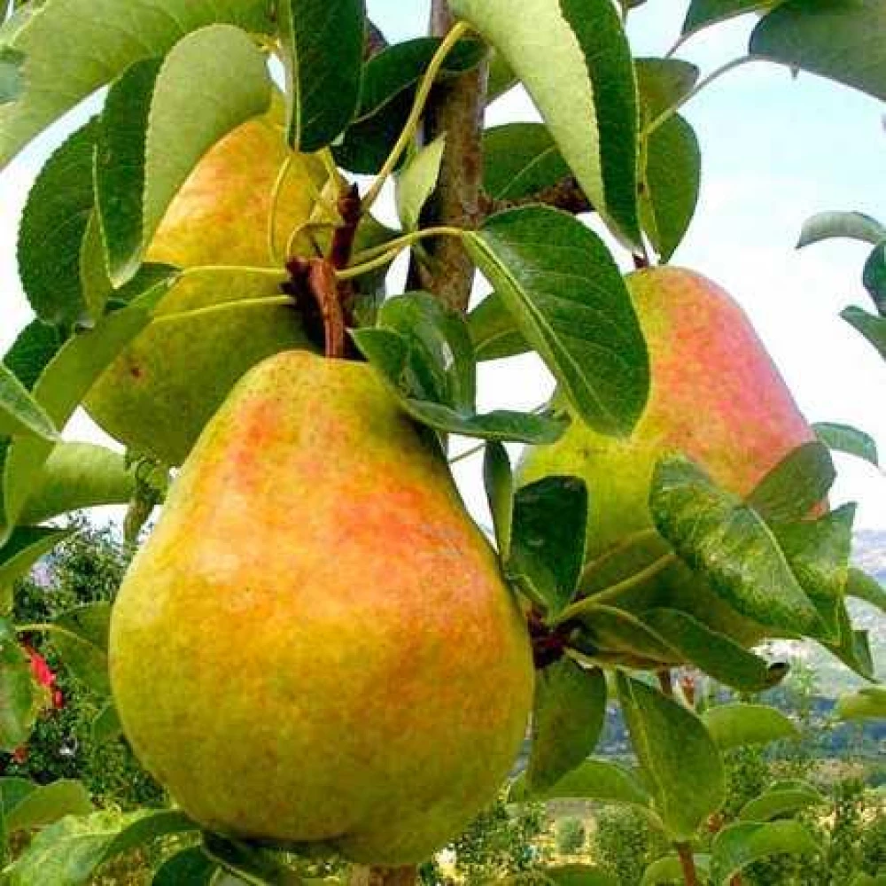Груша Маргарита Марілья (середня)