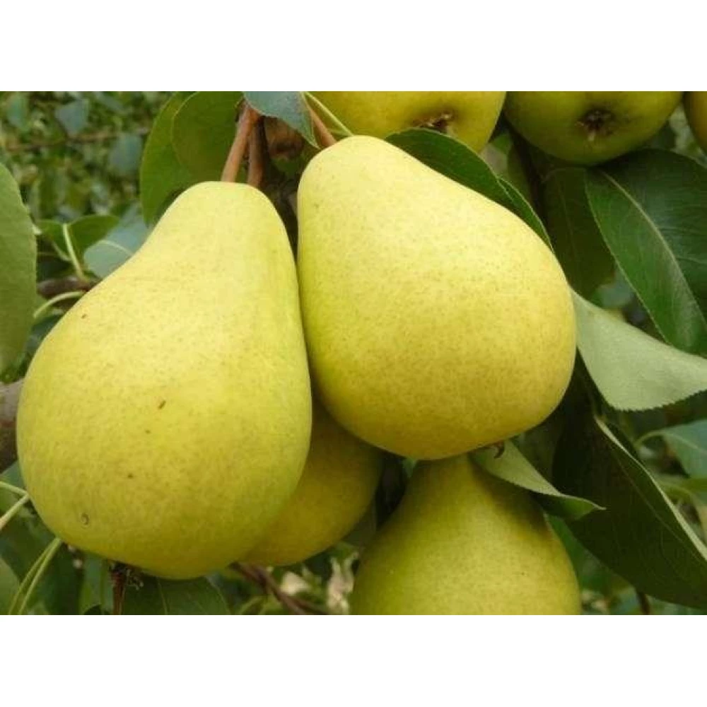 Груша Чижевська (середньостигла)