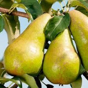 Изображение товара -  Груша Бере Люка (осіння)