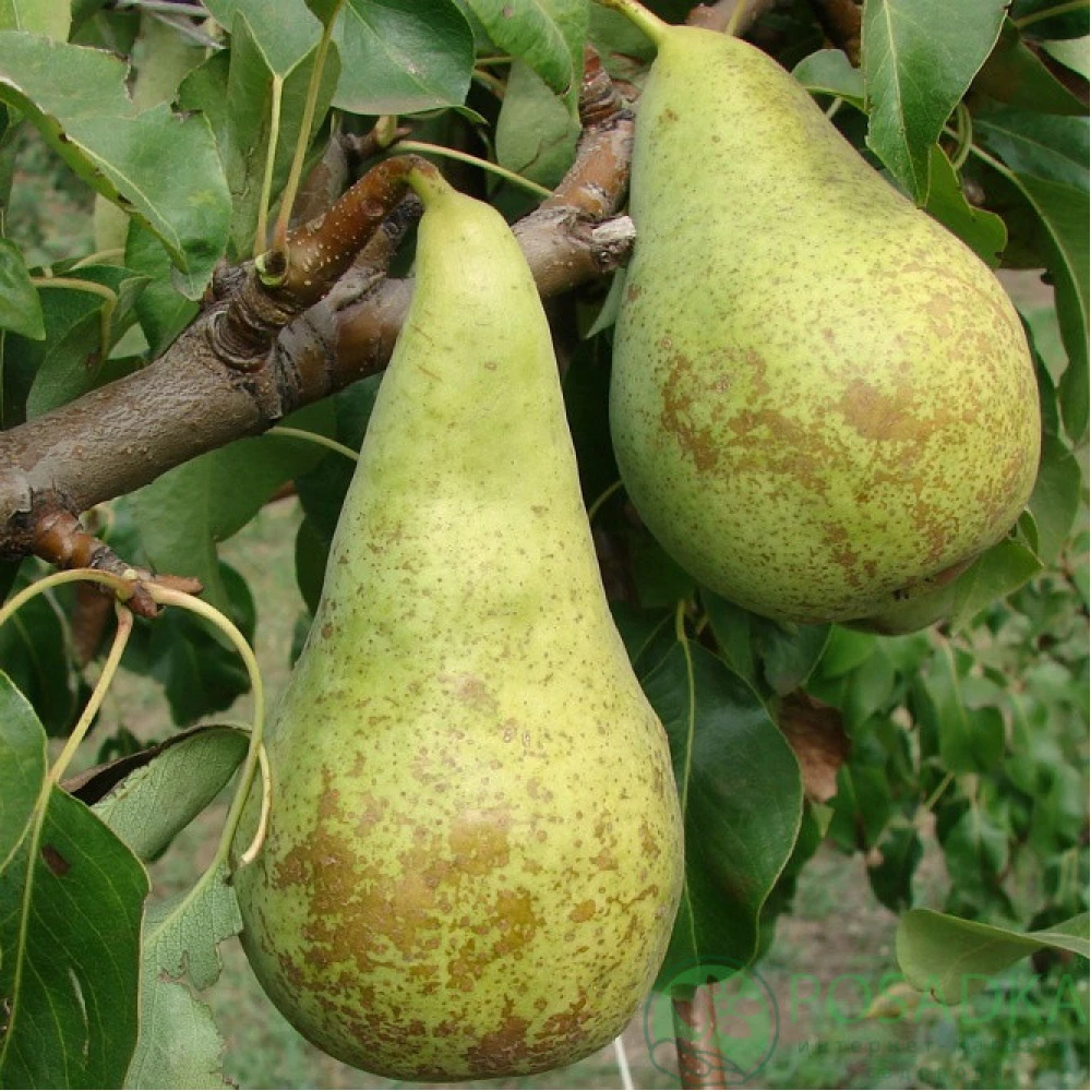 Груша Конференція (осіння)