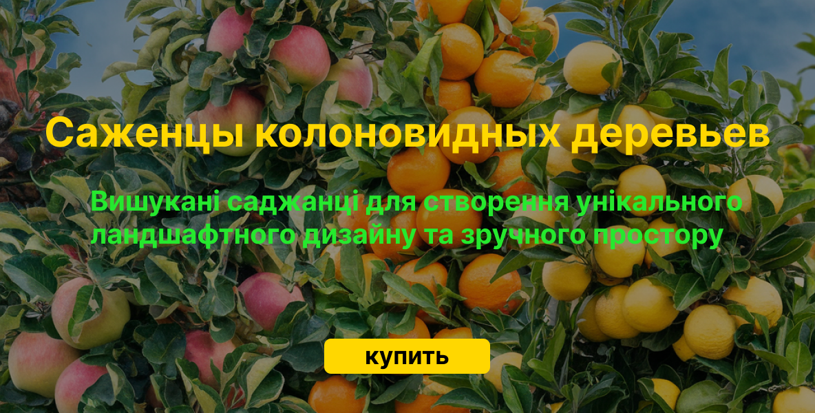 Саженцы колоновидных деревьев
