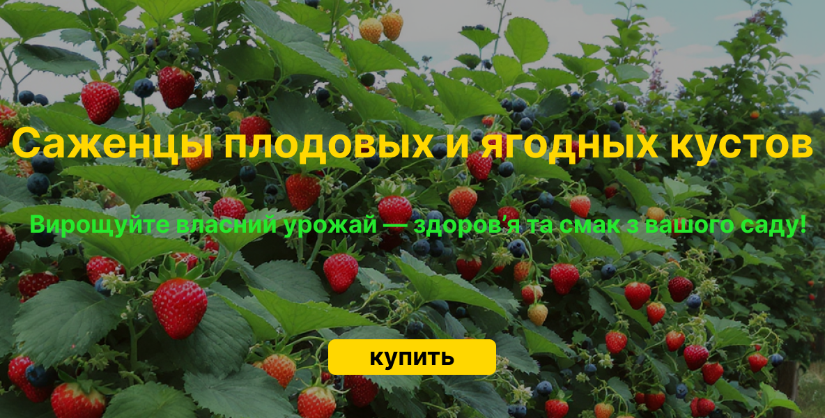 Саженцы плодовых – ягодных кустов